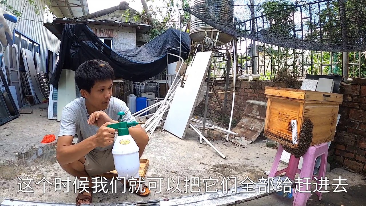 【真過癮】小伙合并工产群，不停地抖动蜂箱，让工蜂自己飞去投靠隔壁的蜂群