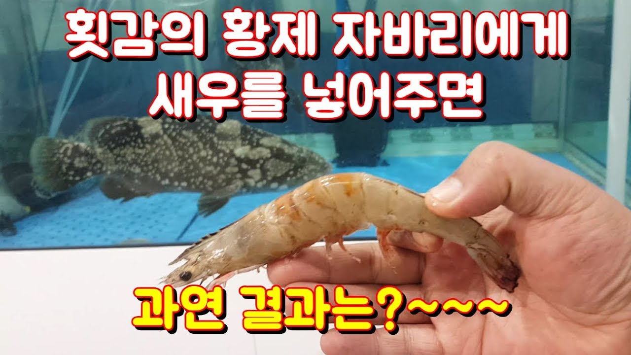 횟감의 황제 자바리에게 새우를 넣어주면 먹을까요?