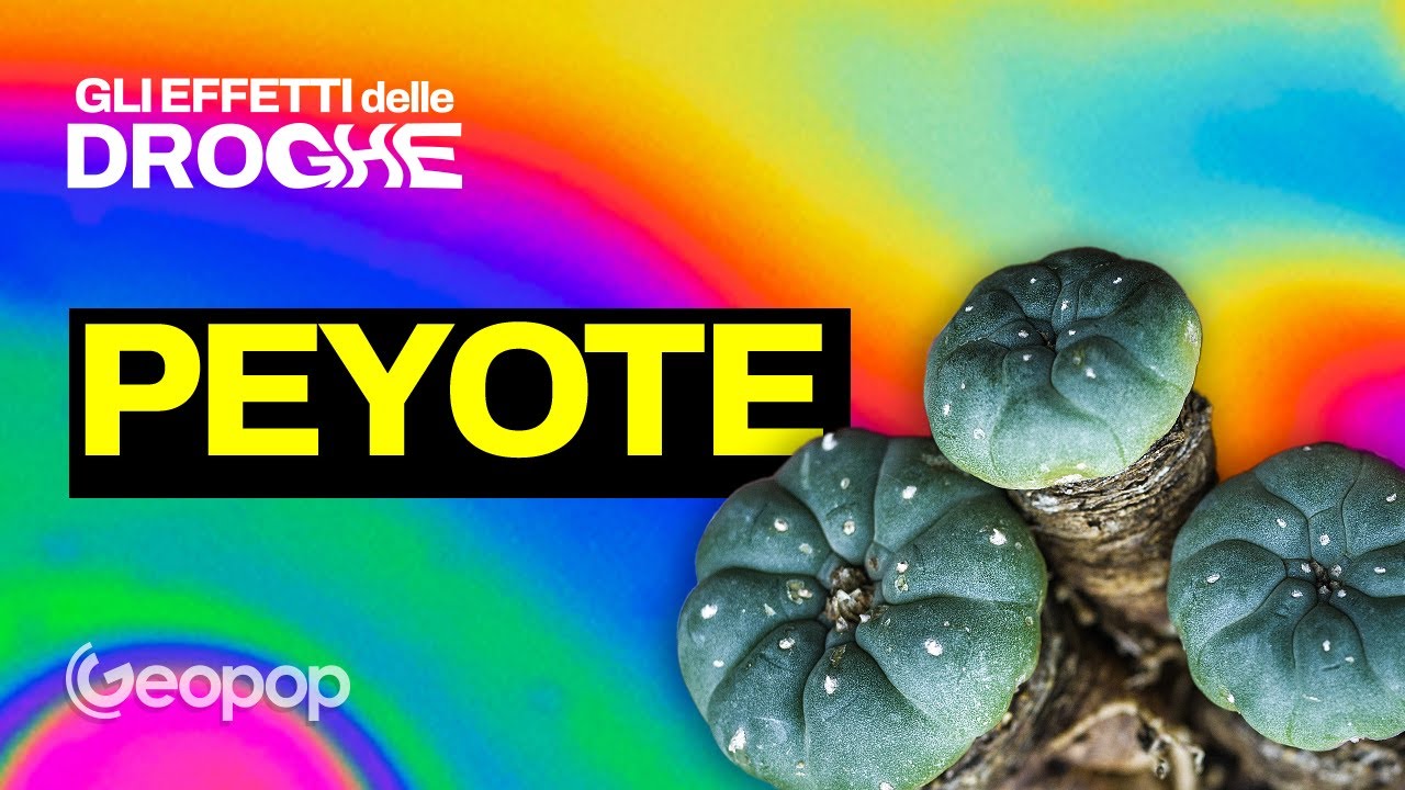 Peyote e allucinazioni: la verità scientifica sul cactus psichedelico