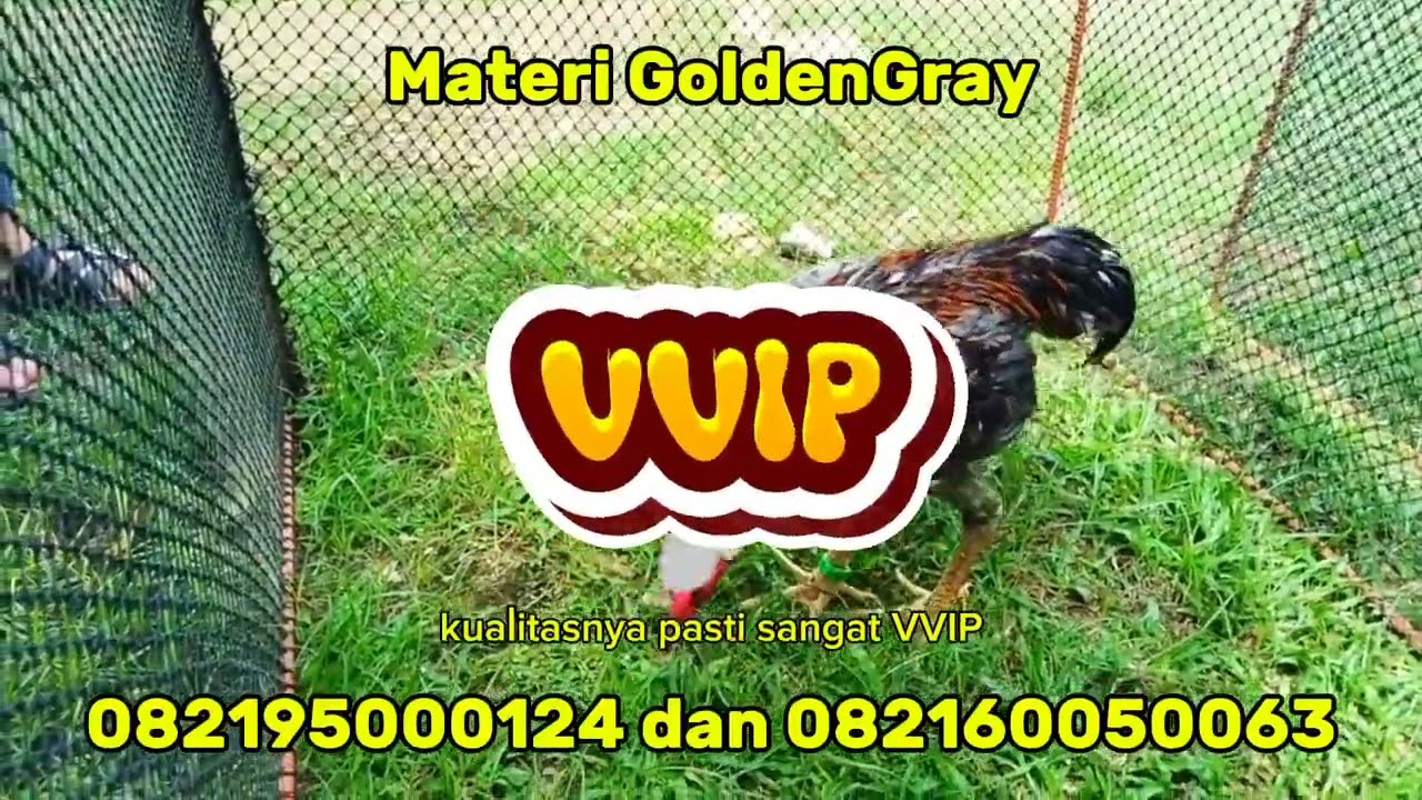 Review ayam GoldenGray Drumband
