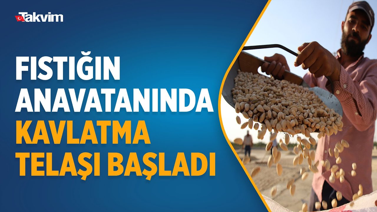 Fıstığın anavatanı Gaziantep’te kavlatma telaşı başladı