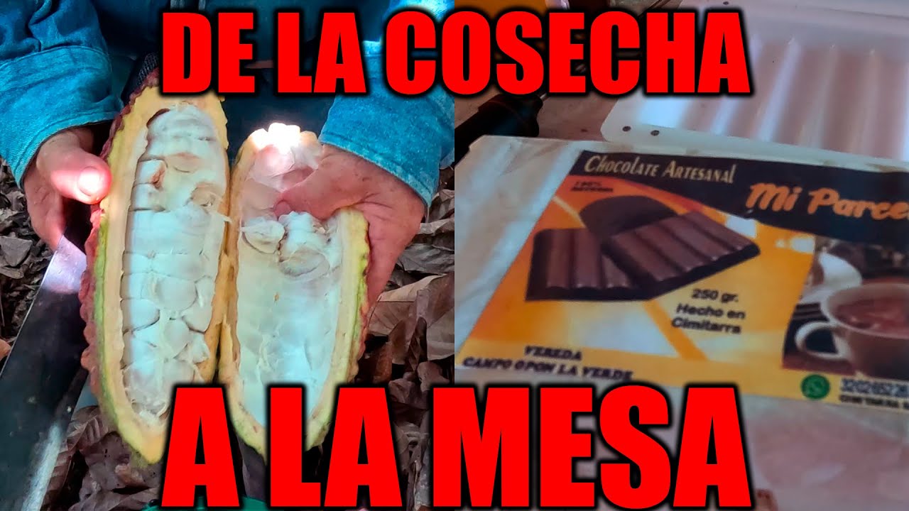Descubre el Arte de la Transformación del Cacao en un Chocolate Exquisito