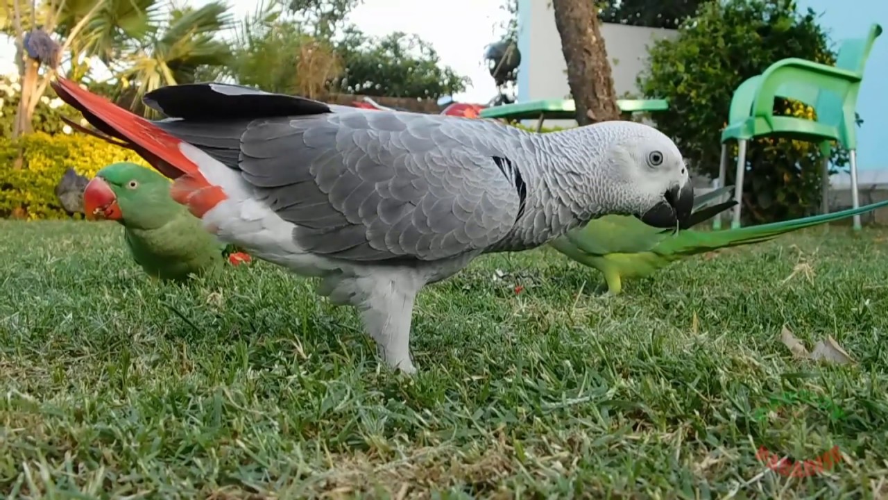 All My Tame Parrots