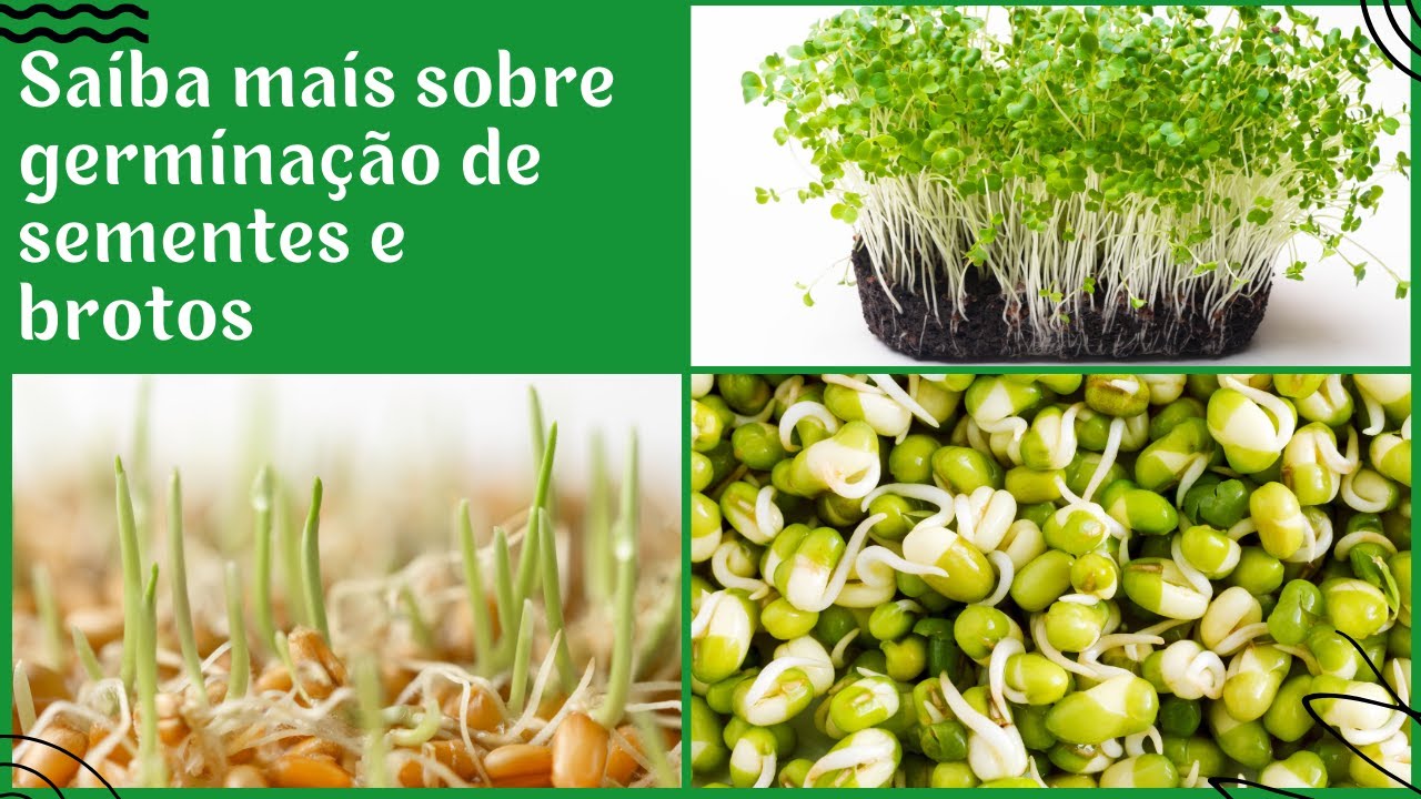 Saiba Mais Sobre Germinação de Sementes e Brotos