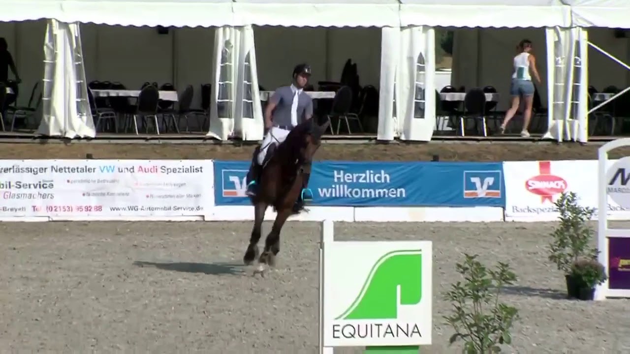 Eldorado van de zeshoek x Argentinus 5Jahre gewinnt Springpferde Prüfung