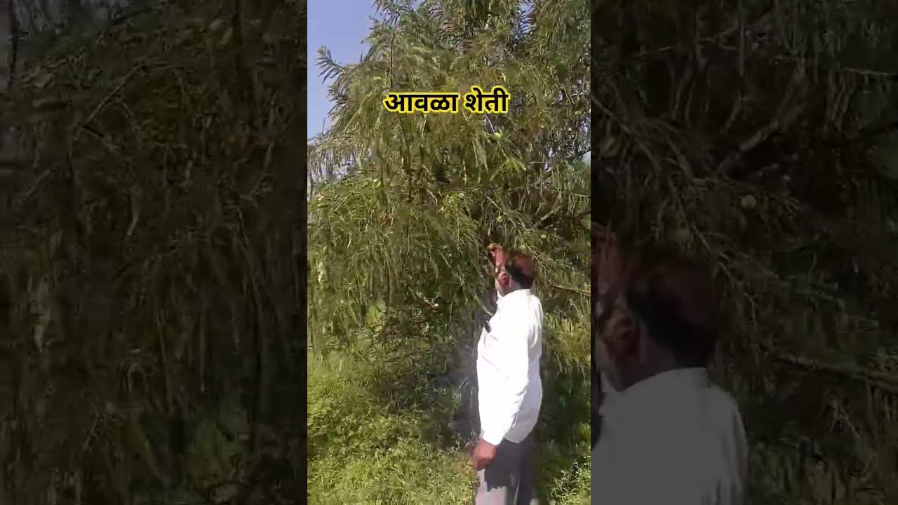 आवळा शेती 🌳 | Amla Farming माहिती | कमी खर्चात जास्त नफा |