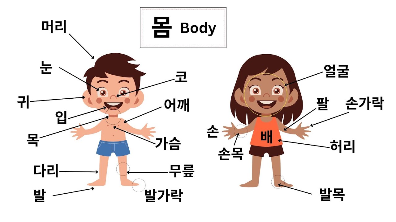 BODY PARTS in Korean | Learning Basic Korean | Vocabulary for Beginners