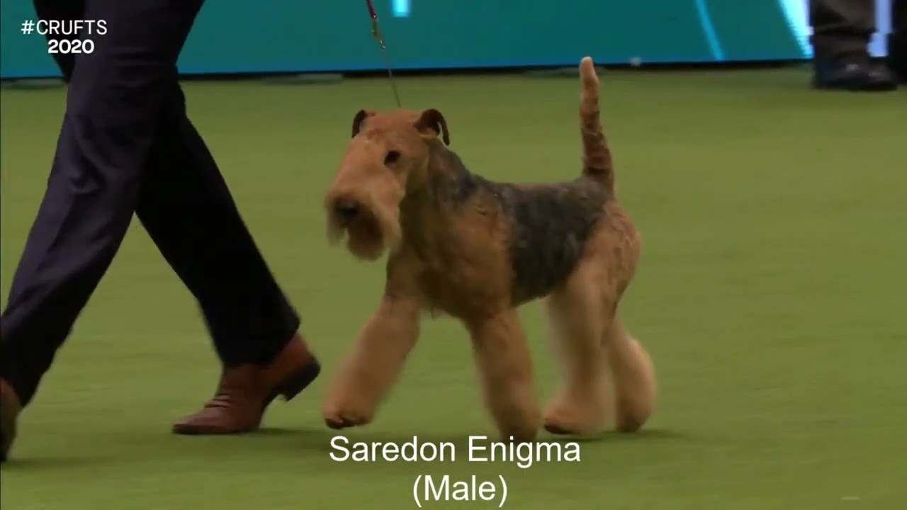Best of Breed, Terrier Group|LAKELAND TERRIER|(2017-2022)
