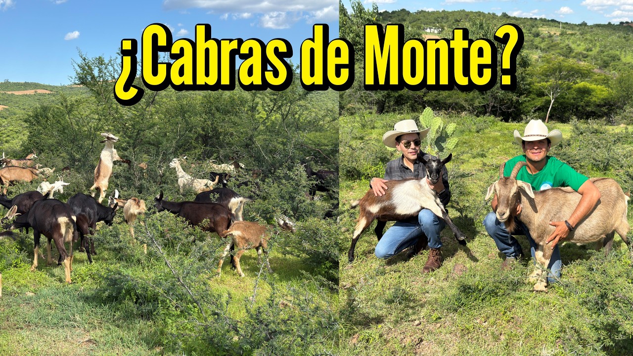 GRANJA DE CABRAS Leche, Campo y Tradición | Entre cerros y cabras de raza los Guyos