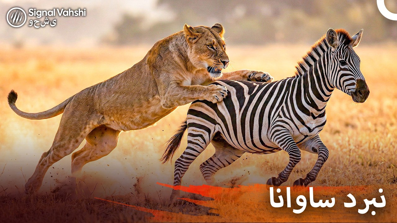 حیات وحش آفریقا: استراتژی شکار گورخر توسط شیر | مستند ایرانی حیوانات