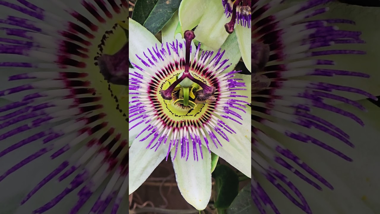 Bee on a Beautiful Flower 🌸 | Nature Close-Up
