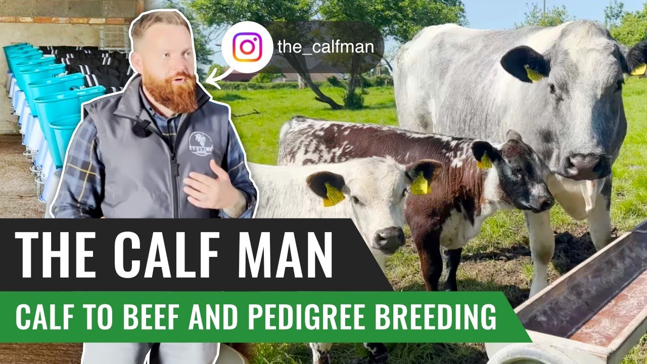 Calf to Beef and Pedigree Breeding with Glen - The Calf Man