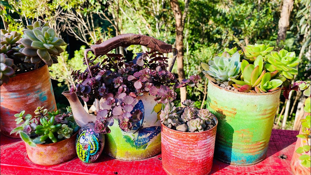 PORQUE SUCULENTAS FICAM TÃO BONITAS CULTIVADAS EM LATAS/SAIBA QUAIS OS SEGREDOS DESTE CULTIVO