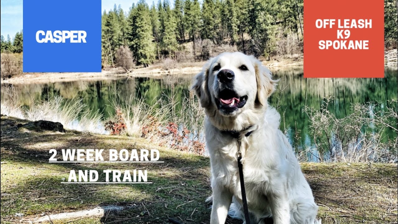 English Cream Retriever, 5 mo, "Casper" | Best Dog Training | Off Leash K9 Spokane/CDA