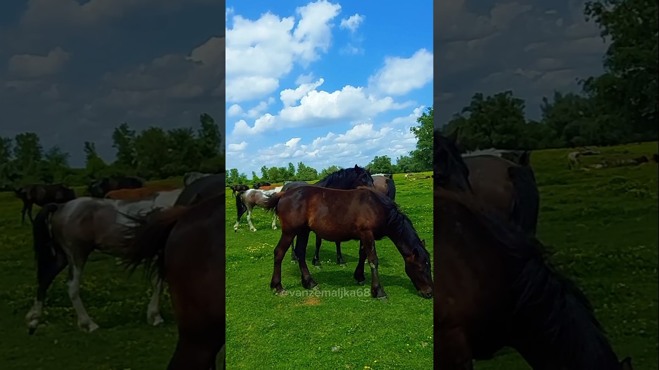 Krčedinska ada #shortsfeed #shorts #yotubeshorts #srbija #balkan #serbia  #putovanja #turizam