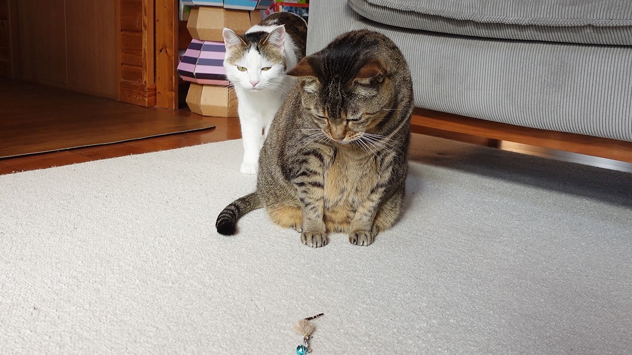 鈴を鳴らすはな姉さんを、ものすごい訝しんだ目で見るみり。 -Miri wonders at Hana ringing the bell.-