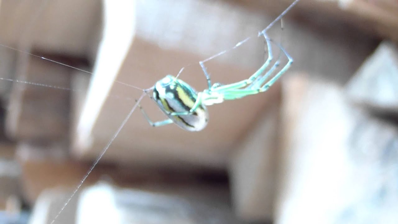 ventusa orchard spider