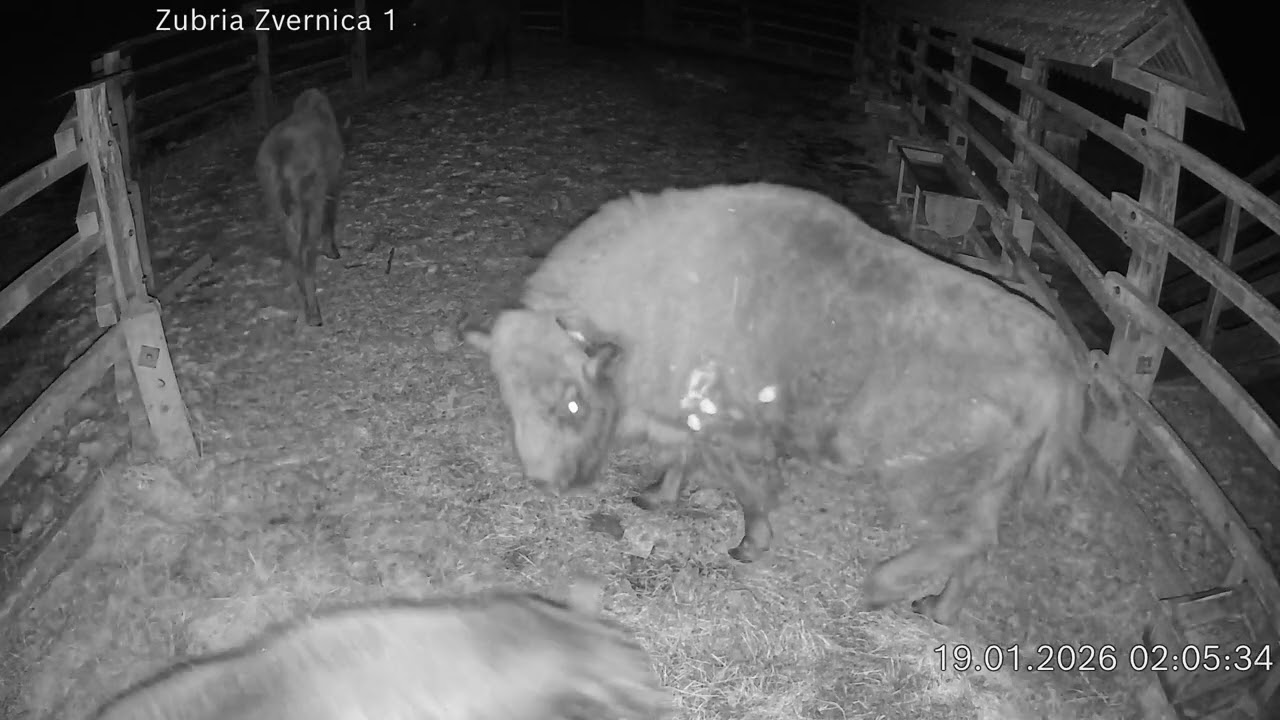 Zubria zvernica (cam212) 19.01.2026 o 02:08