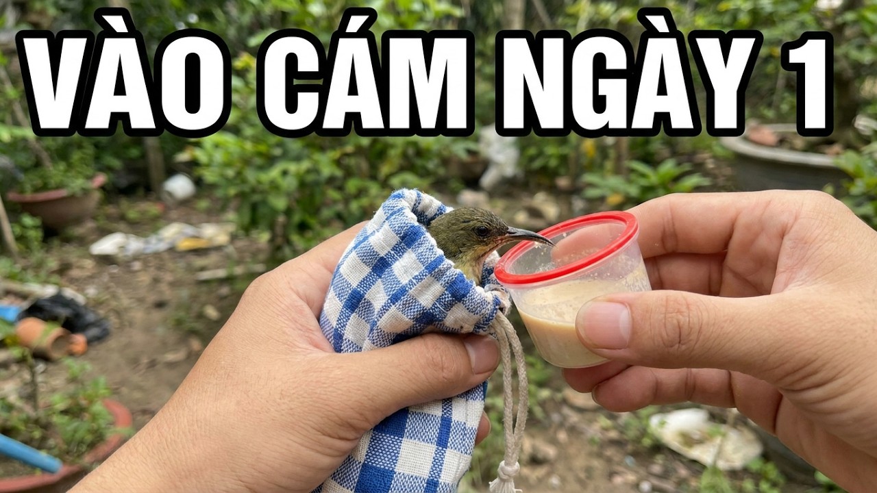 Cách Vào Cám Cho Chim hút Mật Bổi Mới Bẫy Về !