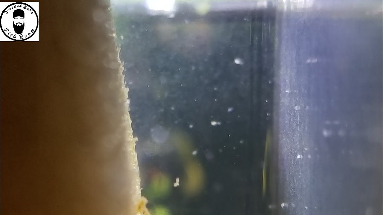 Cyclops. Freshwater Copepods. Water Fleas. Whatever You Call Them, The Fish Can Call Them Dinner!
