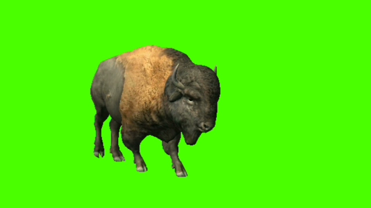 Buffalo || Buffalo run right ||Green screen Buffalo || buffalo run || Running Buffalo || #buffalo