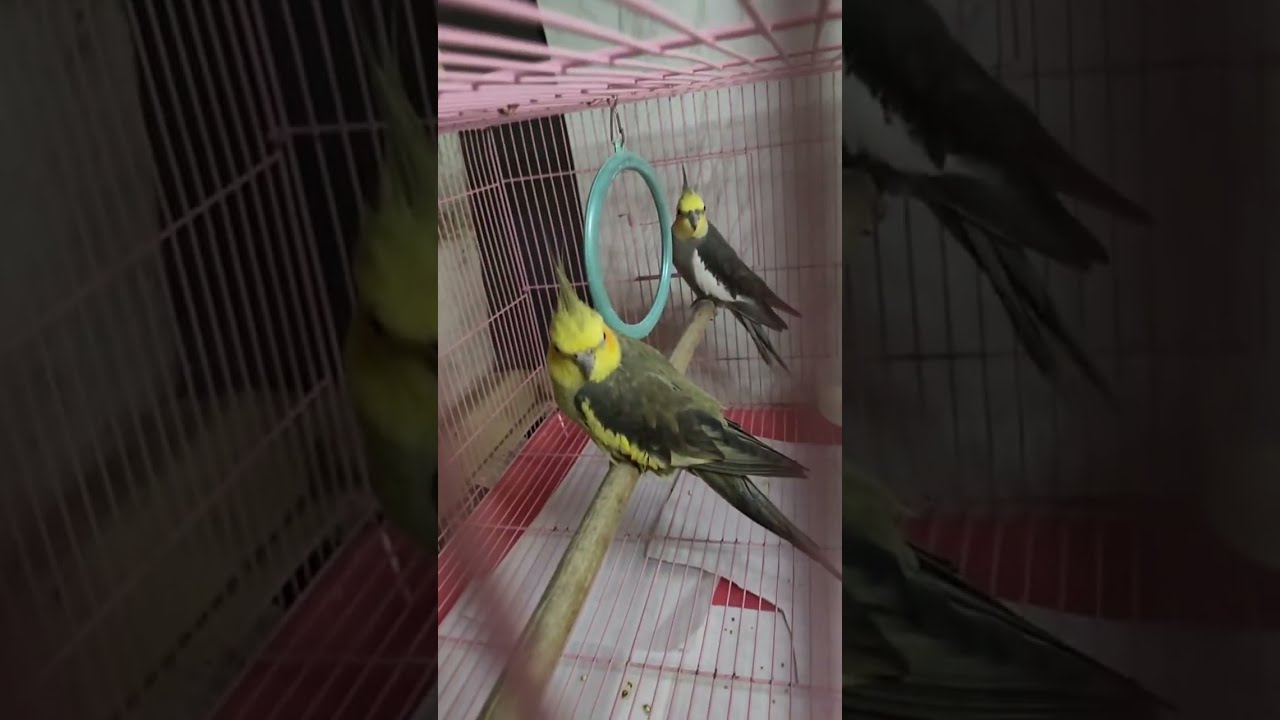 African Love Birds🐥 is live