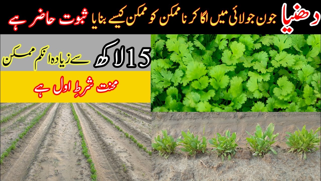 How to Grow Off-season Coriander (Dhaniya) Commercially - A Success Story