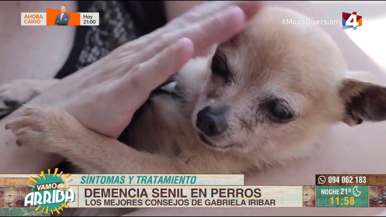 Vamo Arriba - Demencia senil en perros: Síntomas y tratamiento