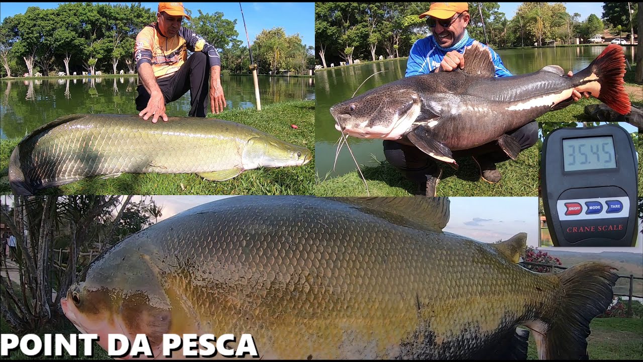Espécies Gigantes fisgadas no Point da Pesca (FISHINGTUR #850)
