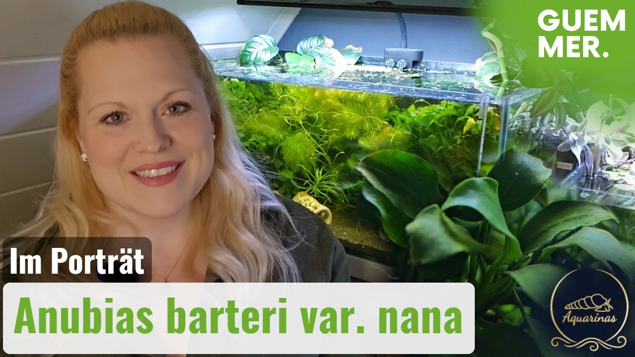 Anubias barteri var. nana - Das Zwergspeerblatt im Pflanzenportr&auml;t