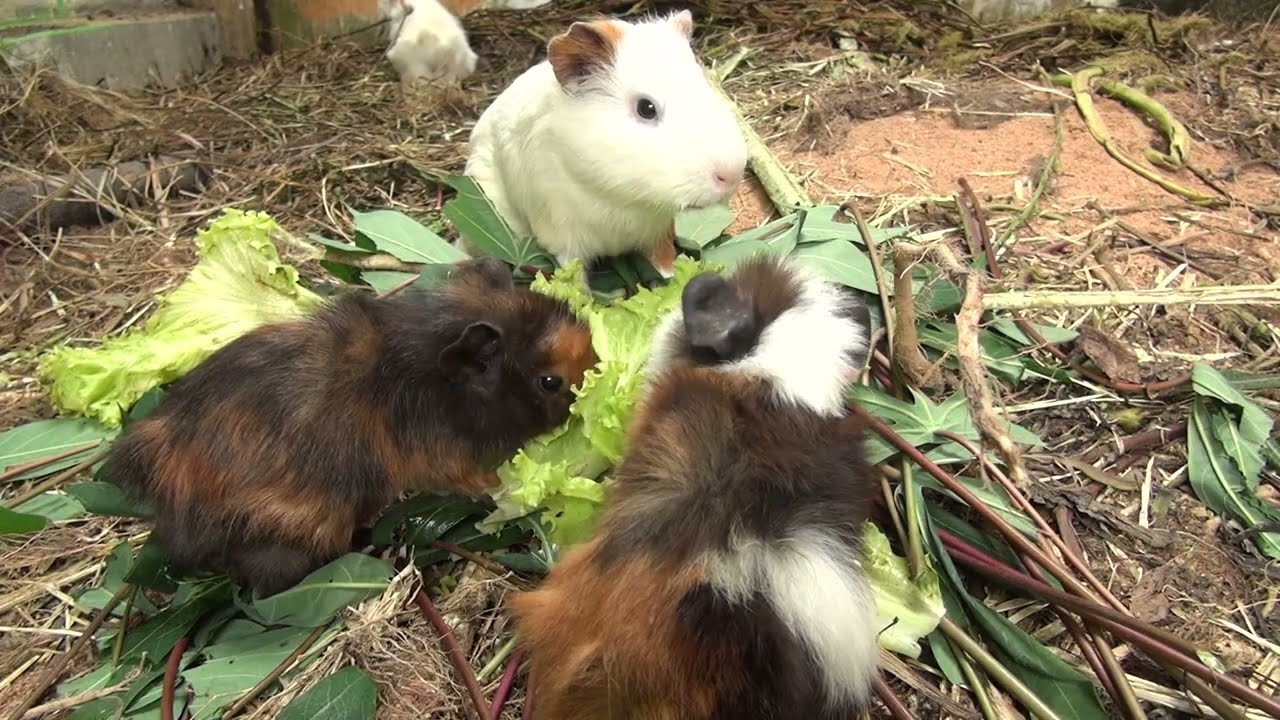 Guinea Pig Afternoon Cam March 05 2026