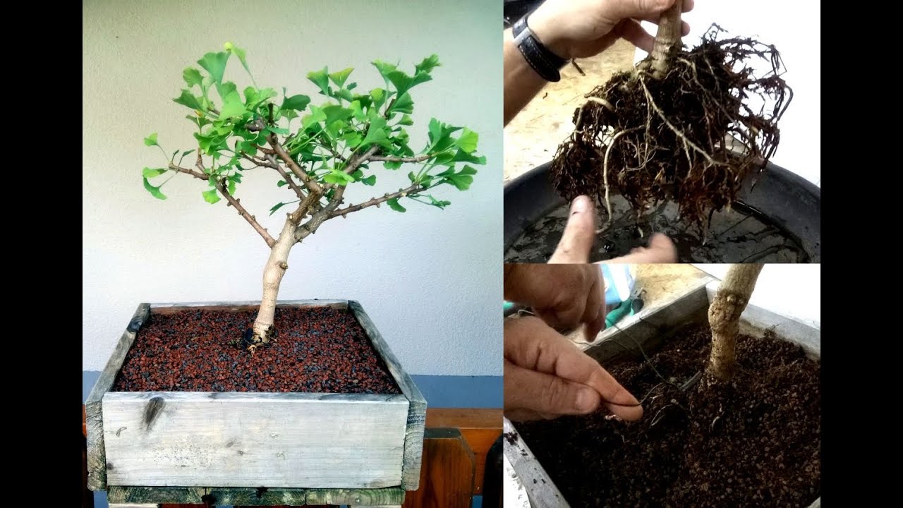 DeUul - Bonsai Art - Ginkgo Biloba / Bonsai Vorbereitung Teil 1/2