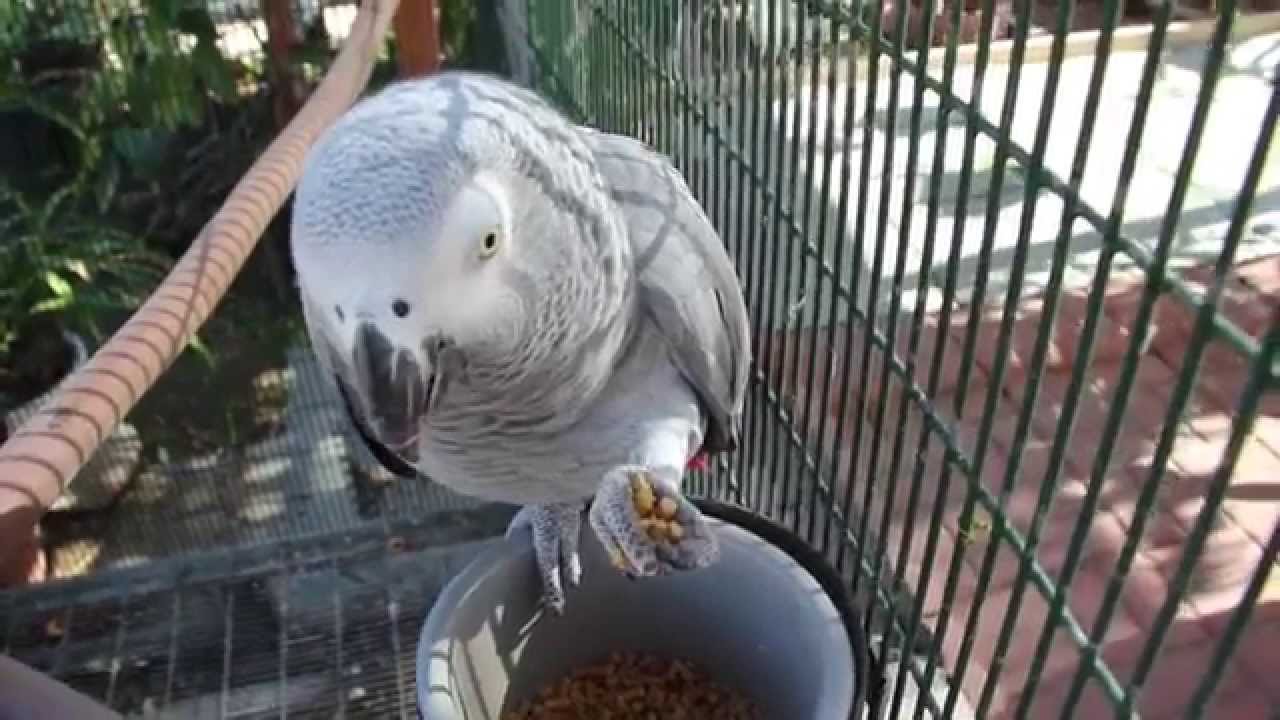 This Is How My Bird Eats Her Pellets