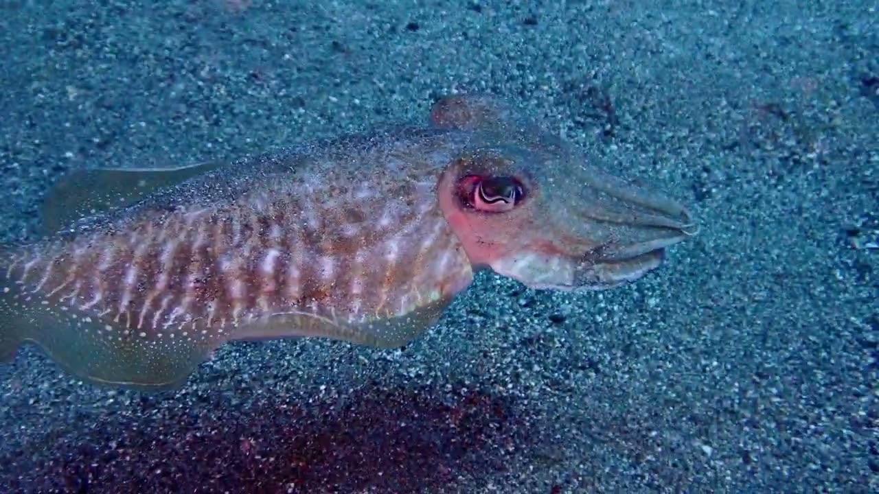 dive in Lanzarote : 