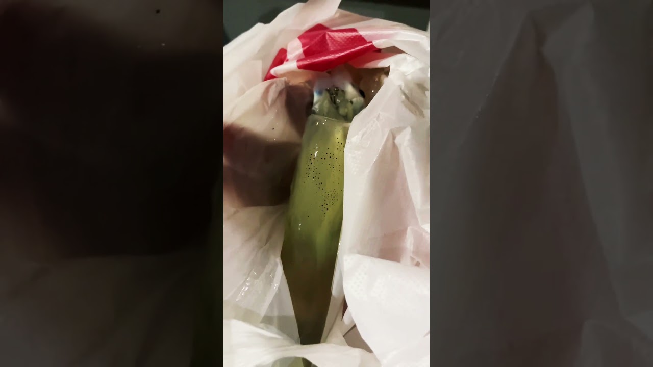 Кальмар с бухты Золотой Рог