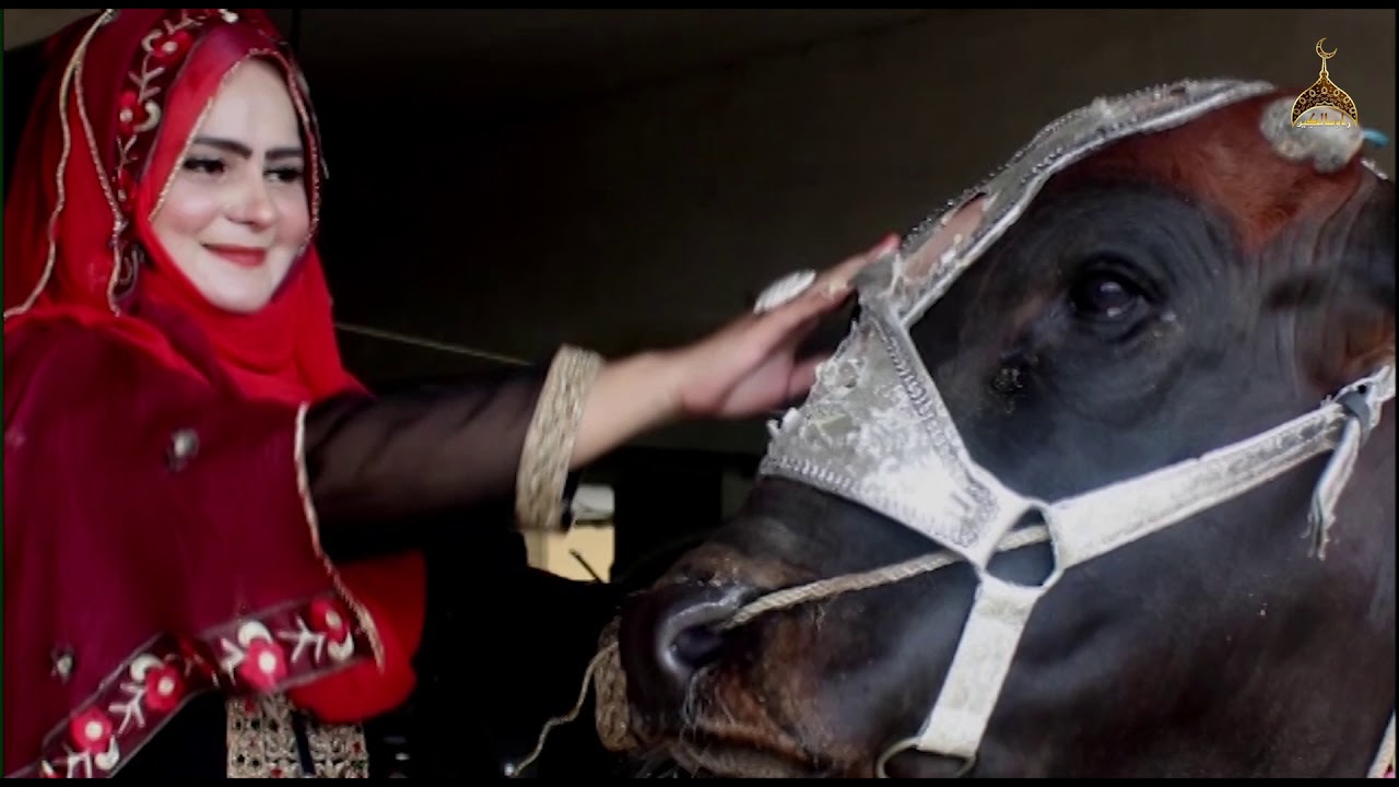 New Bakra Eid Special Song - Hina Habiba - Official Video - 2019