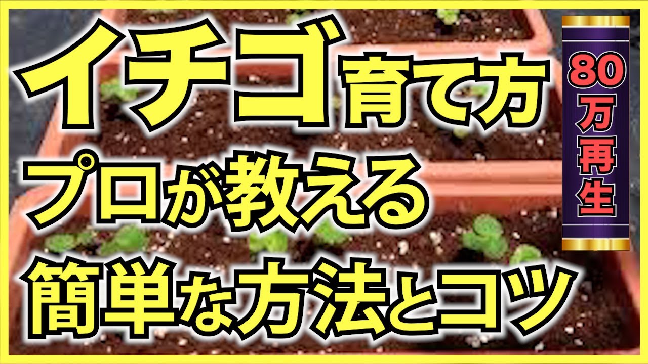 【家庭菜園のいちご】イチゴをプランターで育てる方法！家庭菜園で簡単にいちごが栽培できる