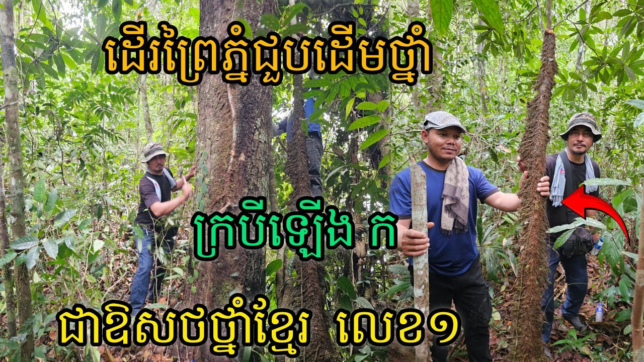 ដើរព្រៃភ្នំជួបដើមថ្នាំក្របីឡើងកជាឱសថថ្នាំខ្មែរលេខ១