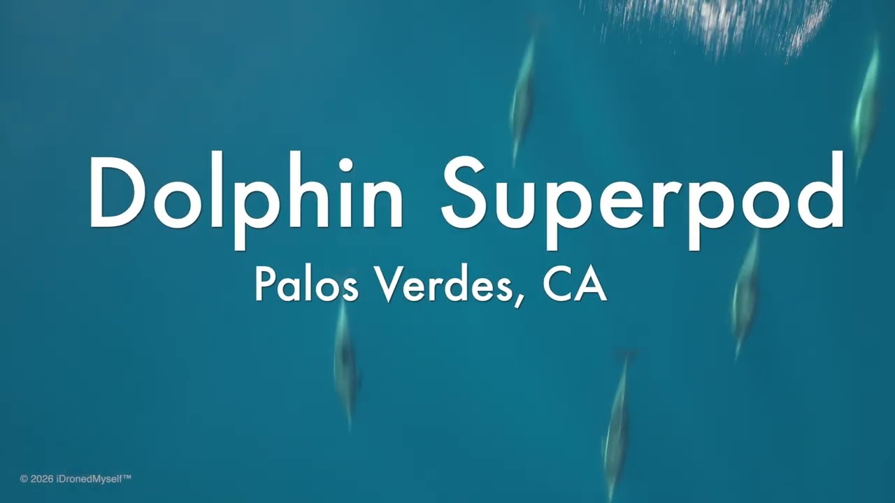 Massive Dolphin Superpod off Palos Verdes California Shot by iDronedMyself™ in 6k on DJI Mavic 4 Pro