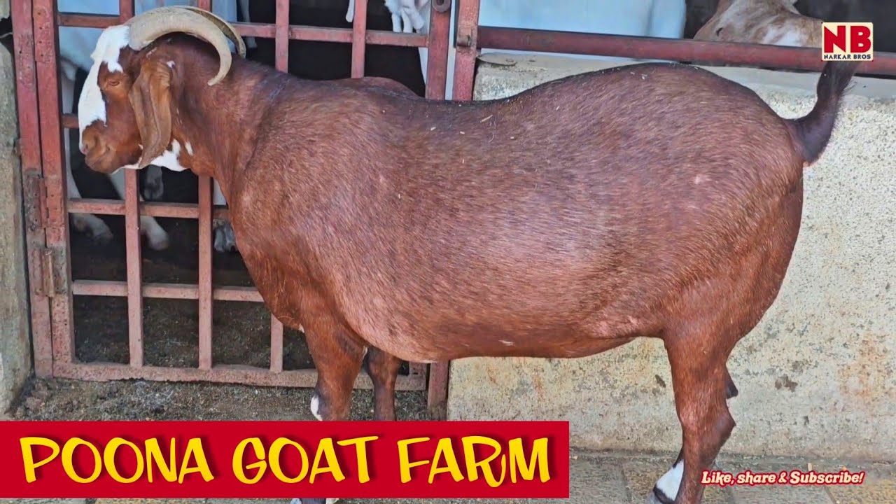Poona Goat Farm Tour & Palai Set-Up