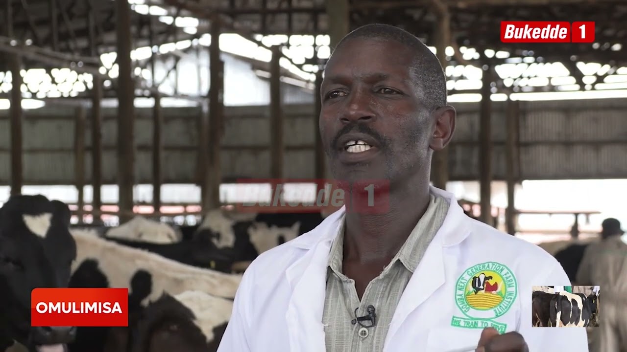 Omulimisa: Enkola y'okuwakisa ente okwekizingu  ssibuli nte nti yalulyo lw'ante