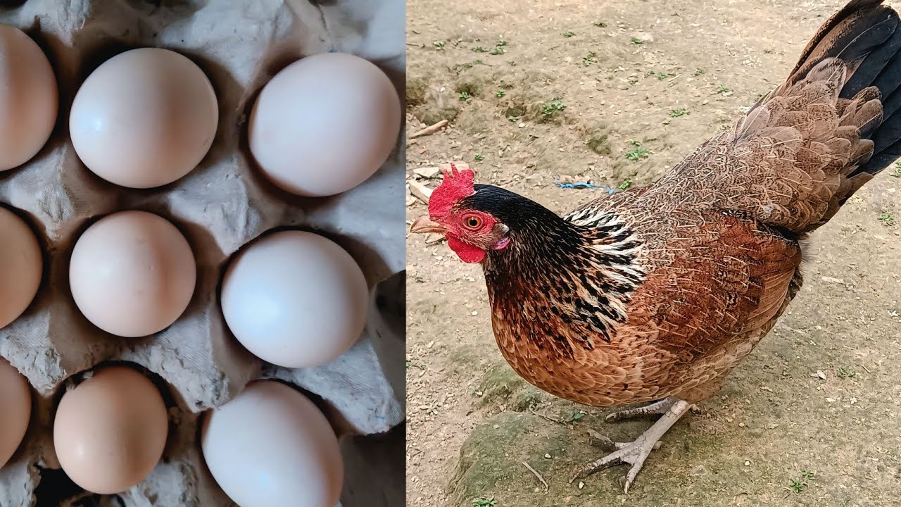 Why This Tiny Chicken Lays Massive Eggs