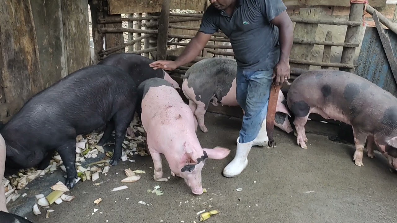 ALIMENTANDO OS PORCOS (cana, repolho e tronco de bananeira)