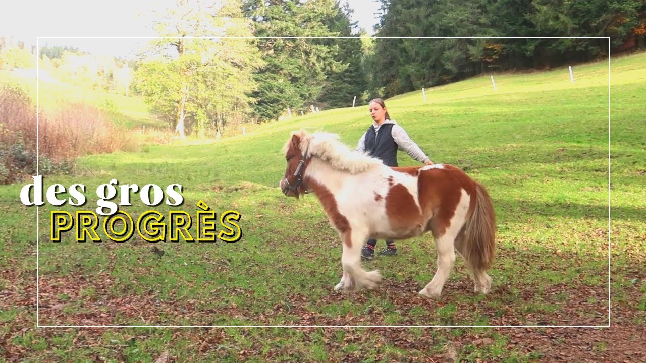 Je vais AVOIR UN SEPTIÈME CHEVAL ?