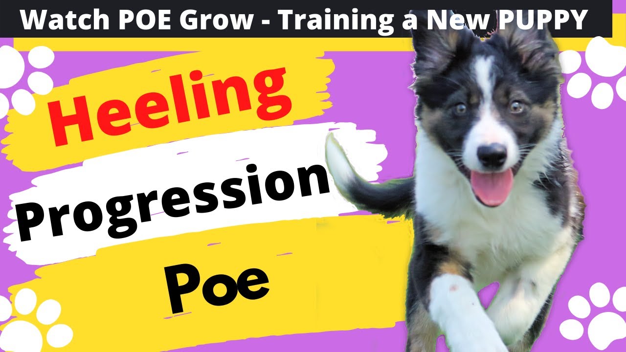 Heeling Progression - Watch Poe Grow - The Life of a Competition Puppy