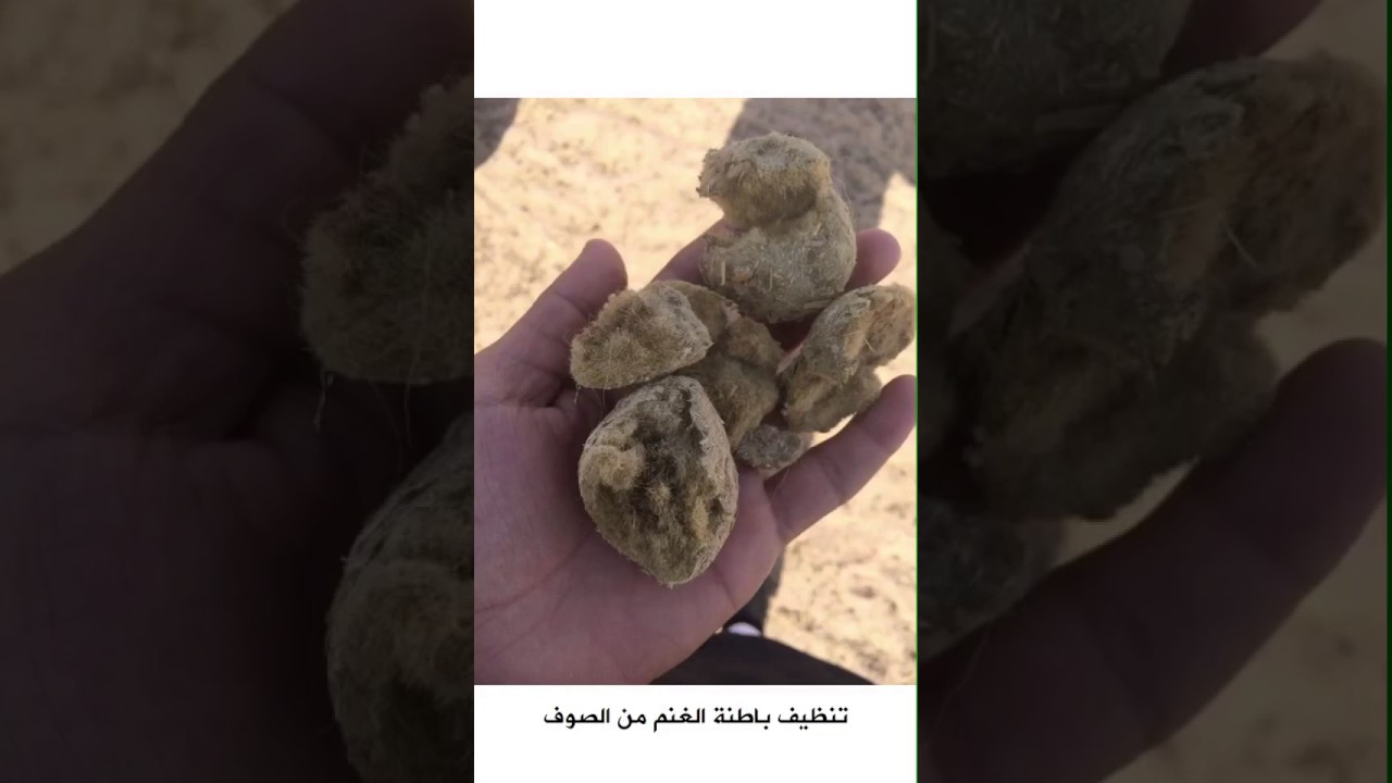 تنظيف بطون الغنم من الصوف