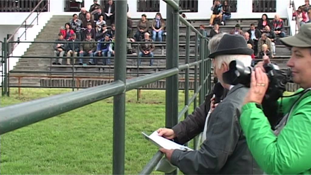 Magyar Szürke Bika Vásár és Tenyészszemle 2014