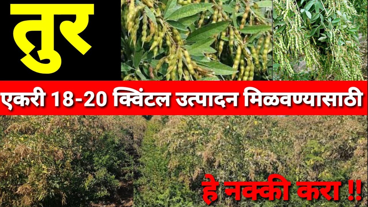 100% तुर एकरी 18-20 क्विंटल उत्पादन मिळवण्यासाठी या महत्वाच्या गोष्टी नक्की करा tur niyojan