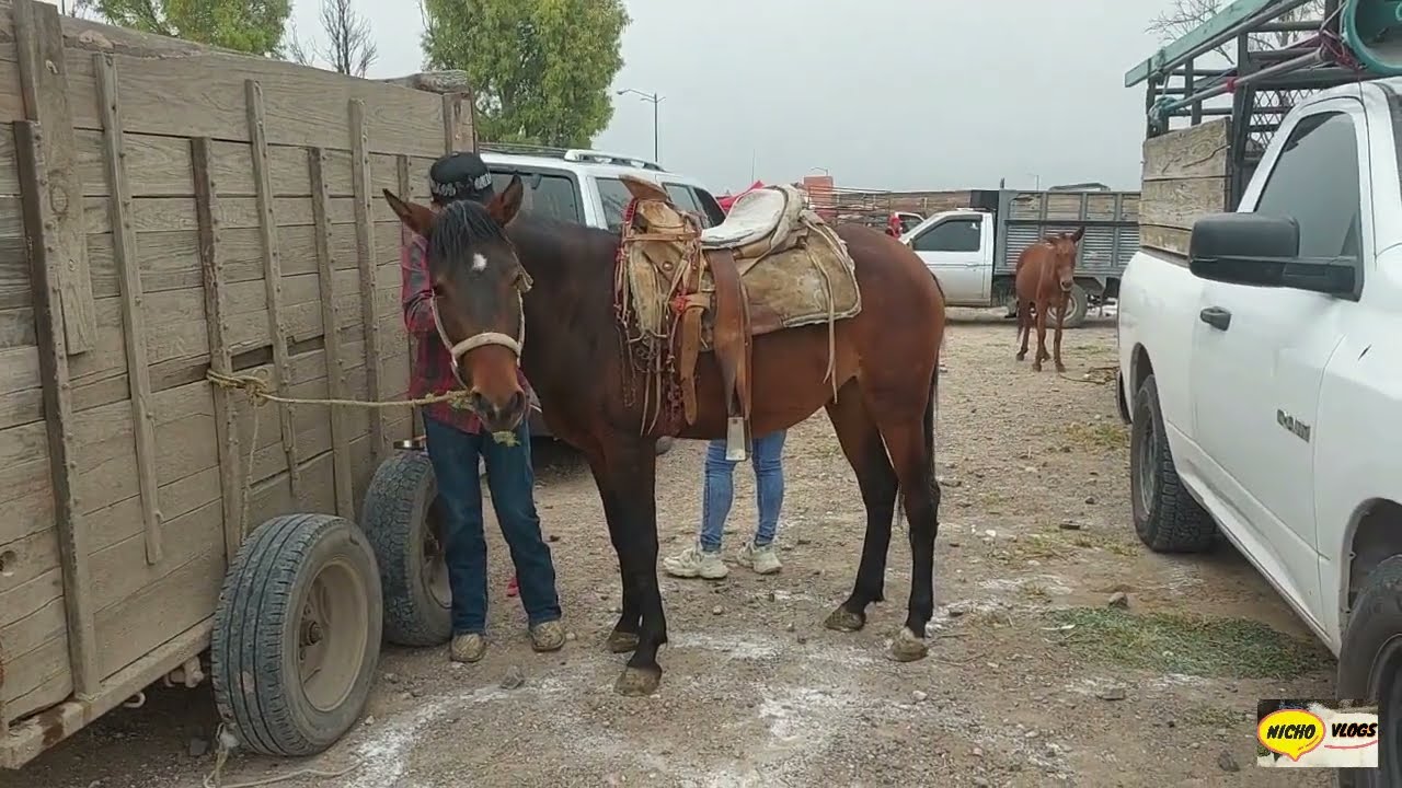 EN ESTA PLAZA GANADERA LLEGARON VARIEDAD DE ANIMALES  A INCREIBLES PRECIOS,POTROS,CERDOS,BECERROS.