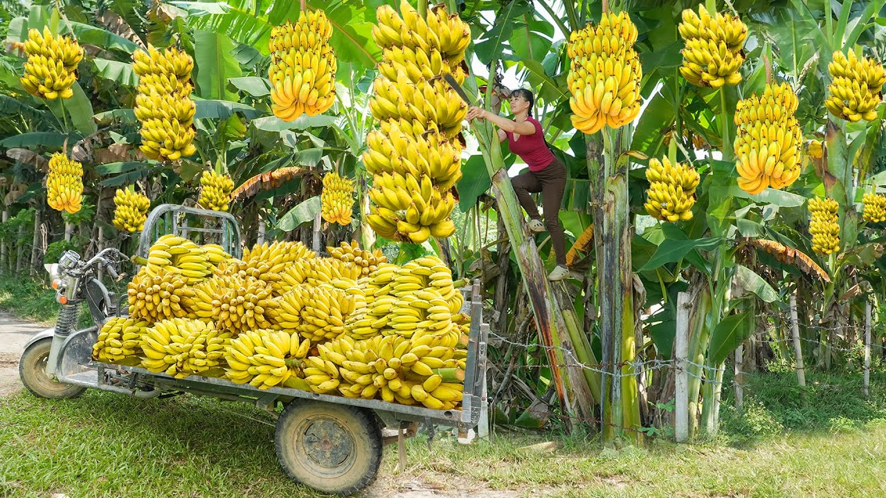Harvesting Many Big Bunches of Bananas, Use 3-Wheeled Truck Transport Many Banana Go To Sell